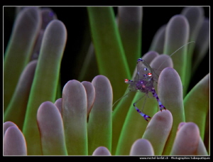 Symbiotic Shrimp....
 by Michel Lonfat 